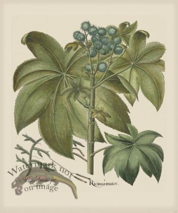 Besler 249 Colored B2